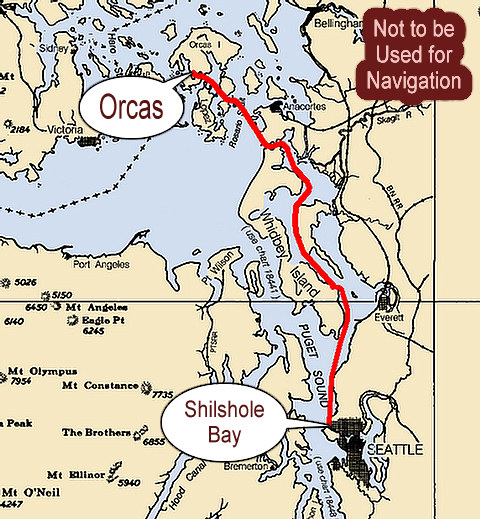 Orcas - - - Shilshole Bay